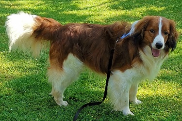 Riko1,5Jahre